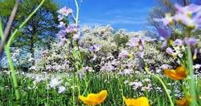 CHEGADA DA PRIMAVERA AUMENTA CASOS DE ALERGIA CHEGADA DA PRIMAVERA AUMENTA CASOS DE ALERGIA