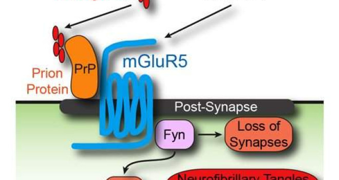 CIENTISTAS ENCONTRAM ELO PERDIDO DO MAL DE ALZHEIMER‏