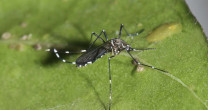 DENGUE – TIPOS, CAUSAS, SINTOMAS E TRATAMENTO DENGUE – TIPOS, CAUSAS, SINTOMAS E TRATAMENTO