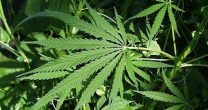 DERIVADO DA MACONHA FUNCIONA COMO ANTIBIÓTICO SUPERPOTENTE DERIVADO DA MACONHA FUNCIONA COMO ANTIBIÓTICO SUPERPOTENTE